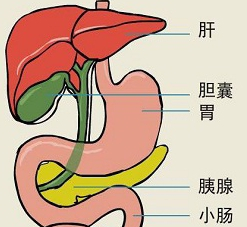 健康科普丨關(guān)于膽囊炎你了解多少？